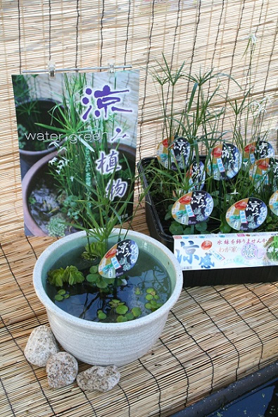 ｂ メダカの憩い涼み植物 １１ｃｍ角プラポット ホームセンター ビバホーム 商品検索