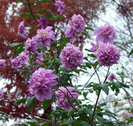 福花園 皇帝ダリア八重 ダブルインペリアリス ホームセンター ビバホーム 商品検索