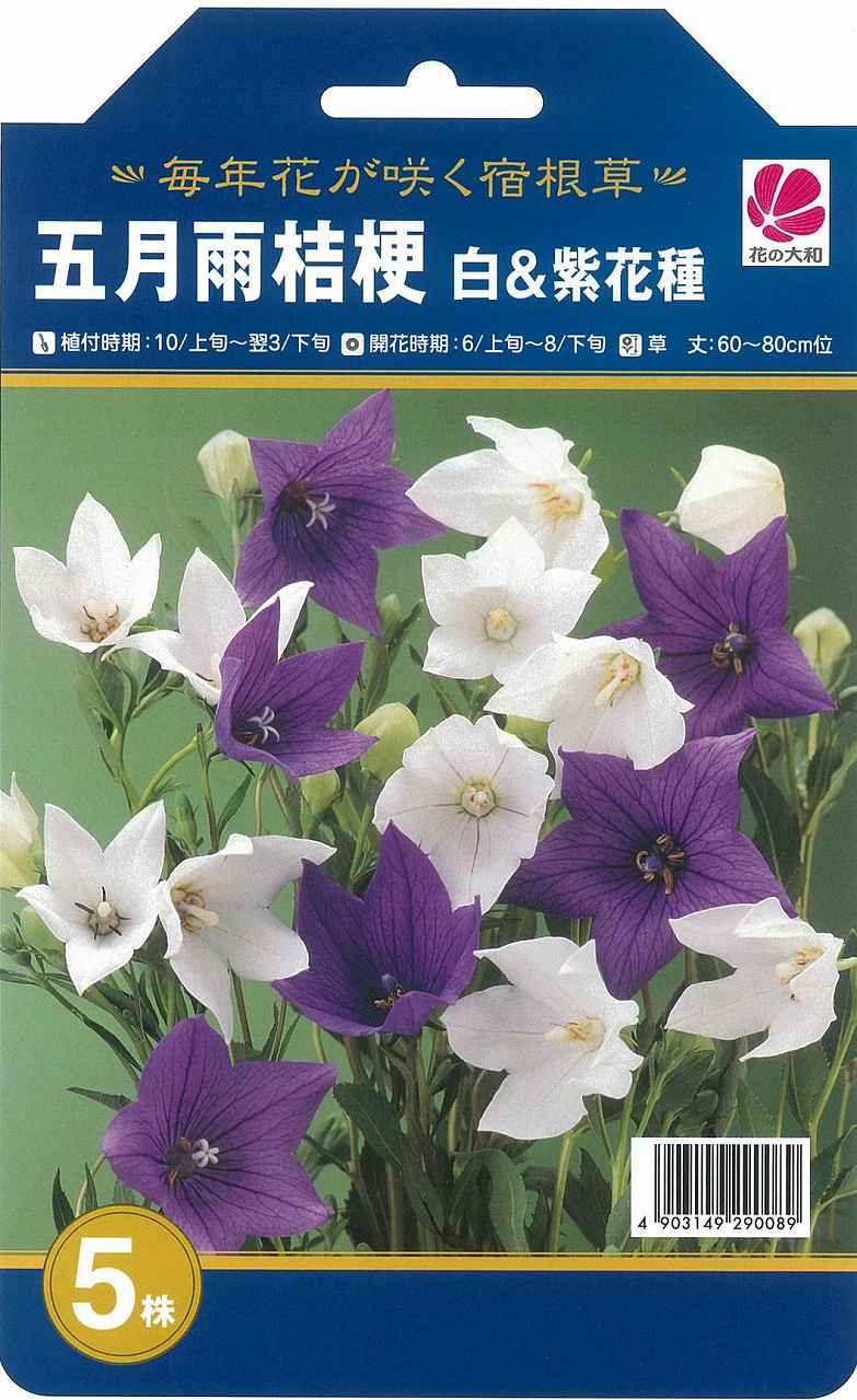 ｈ毎年咲く宿根草 五月雨桔梗 白 紫５株 ホームセンター ビバホーム 商品検索